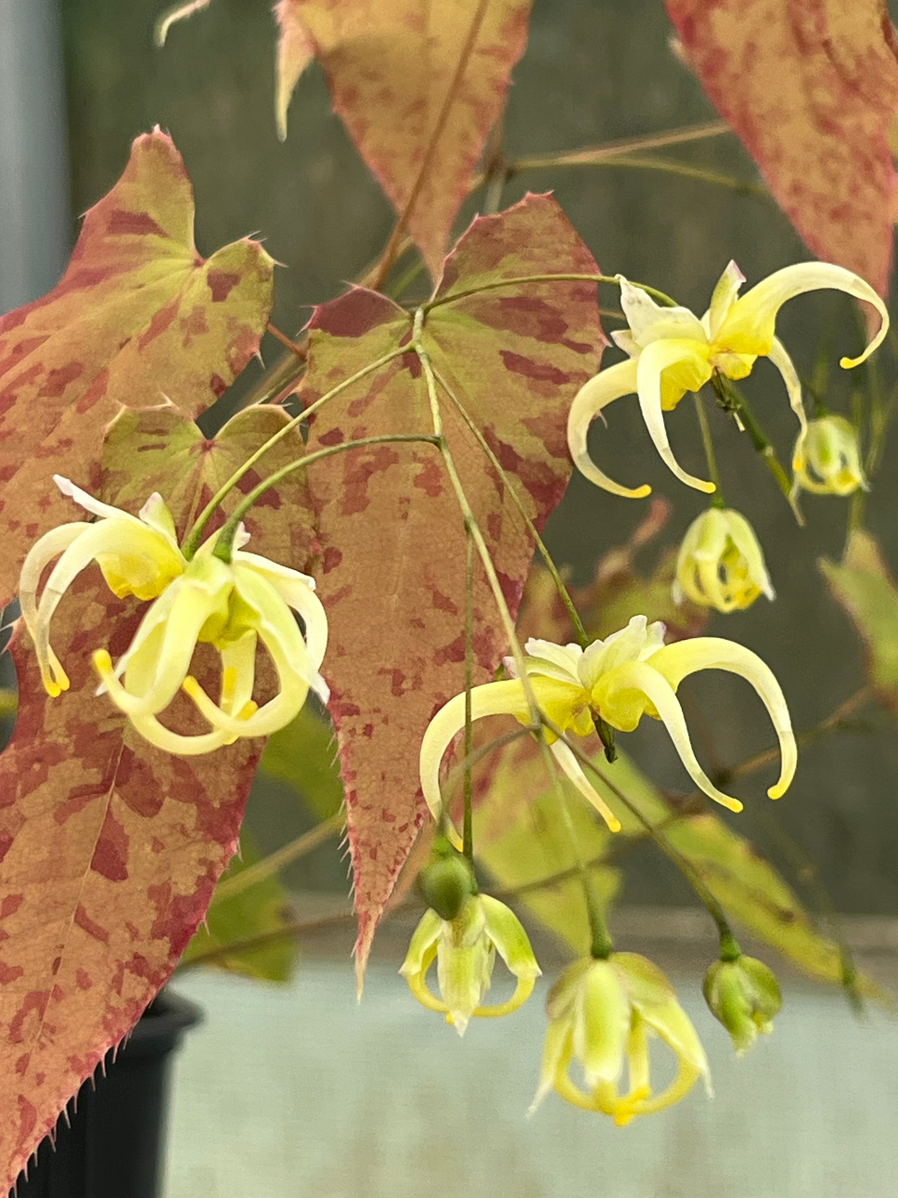 Epimedium chlorandrum