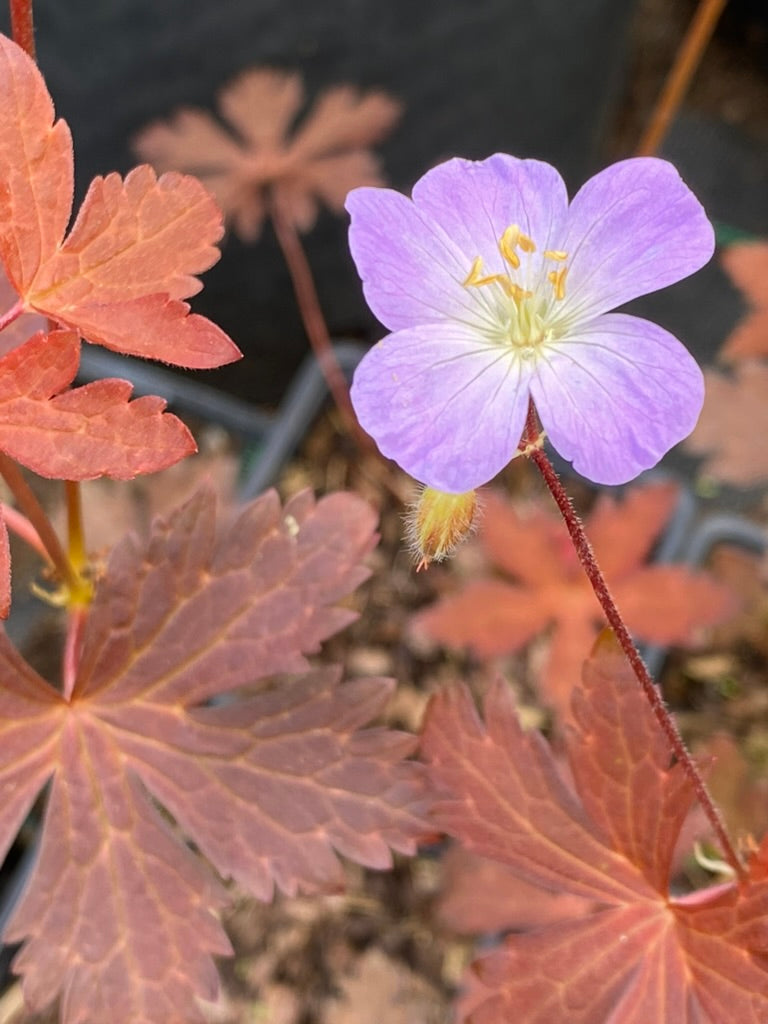 Geranium maculatum ‘Copper Tiger&#39;