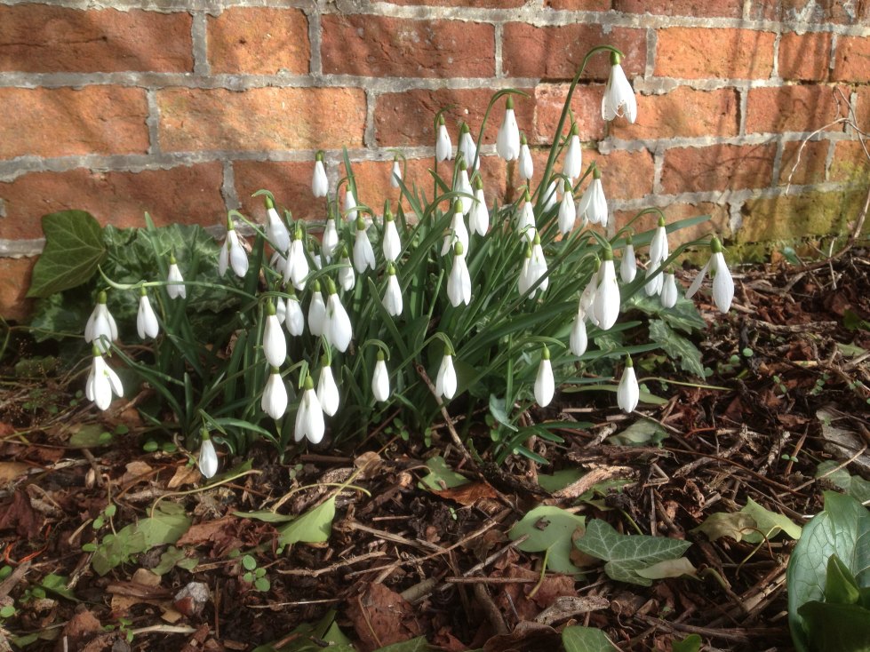 Galanthus ‘Atkinsii of Finnis&#39;