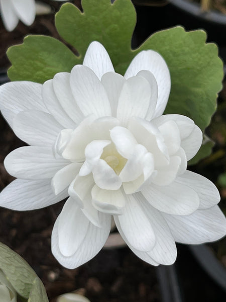 Sanguinaria canadensis f. multiplex 'Plena'