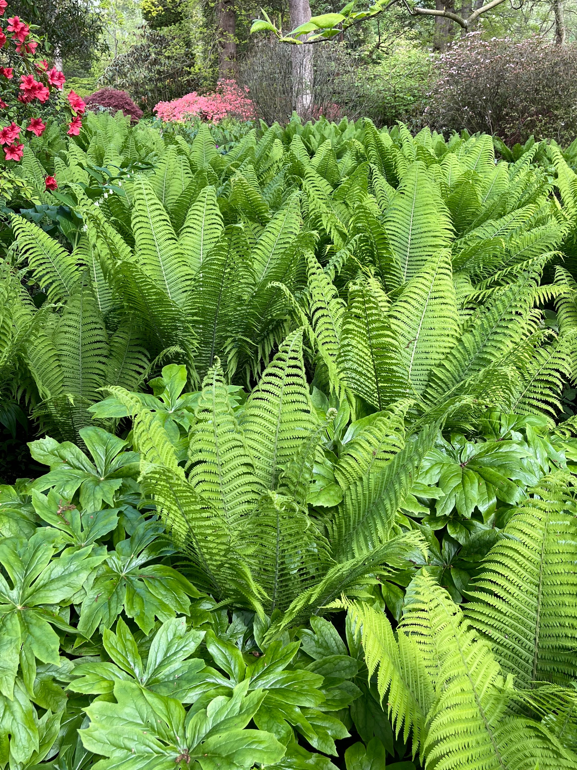 shade plants Toronto north facing Fern