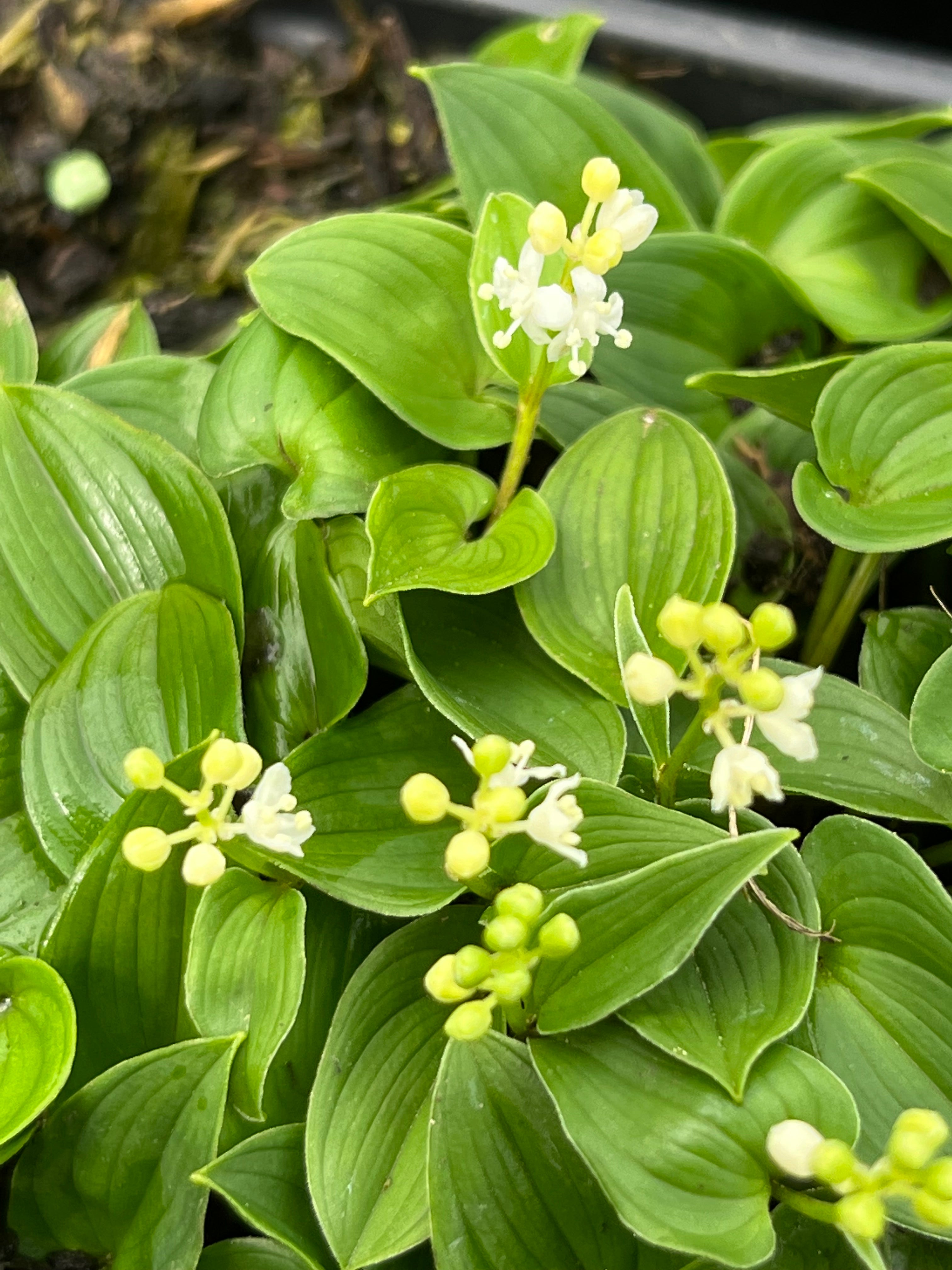 Maianthemum bifolium subsp. kamtschaticum var. minimum