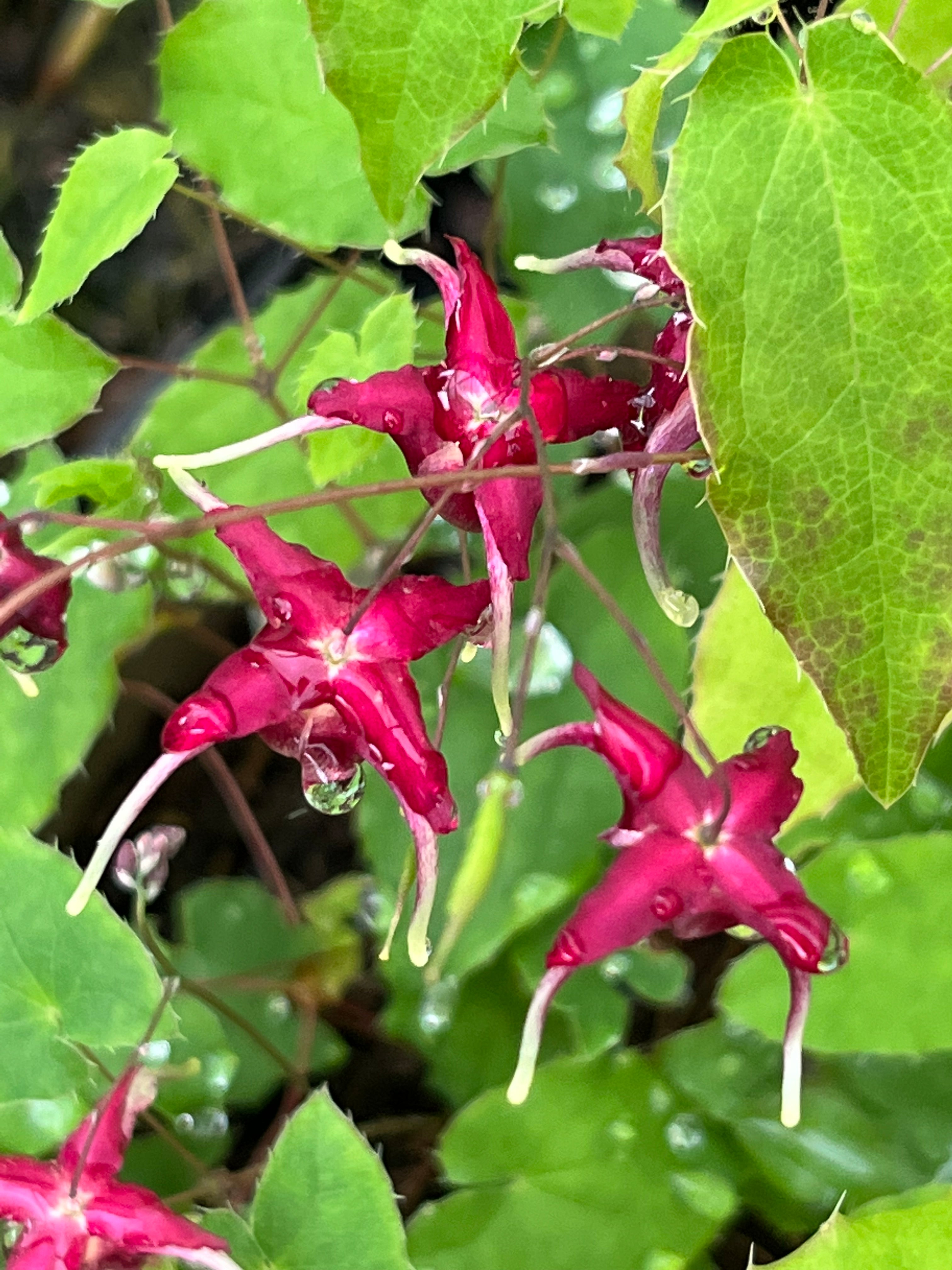 Epimedium ‘Red Maximum’