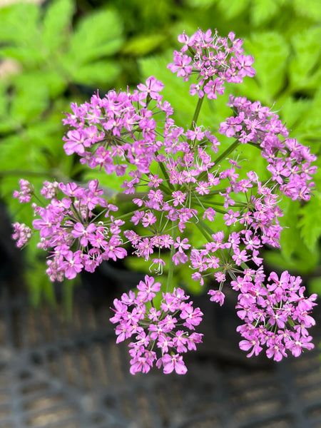 Chaerophyllum hirsutum ‘Roseum’