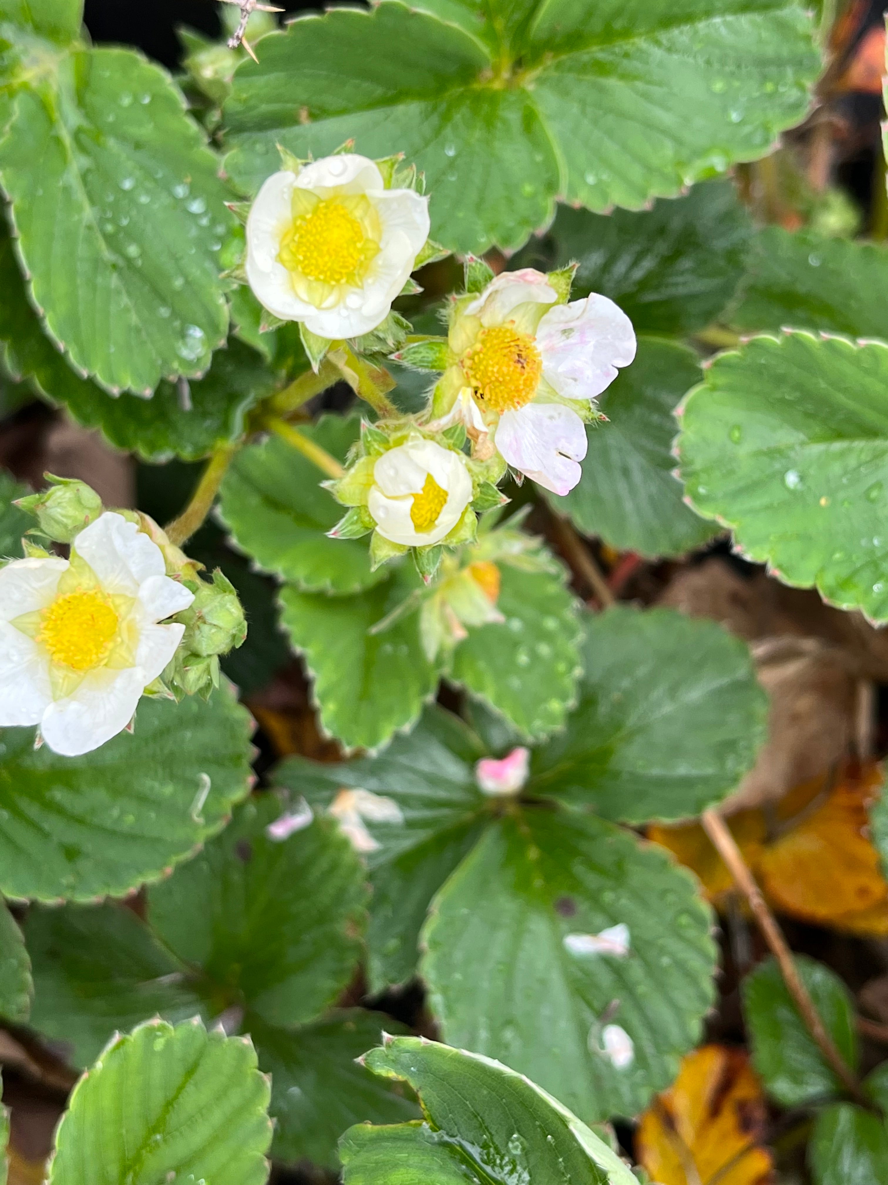 Fragaria &#39;Strasberry&#39; (Mieze Schindler)