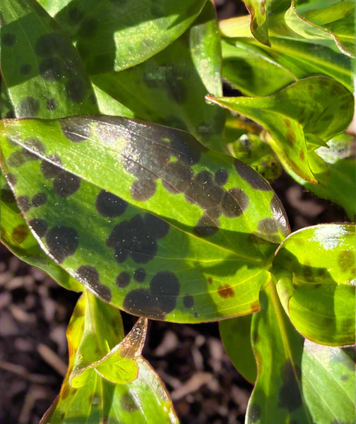 Tricyrtis formosana ‘Spotted Toad’