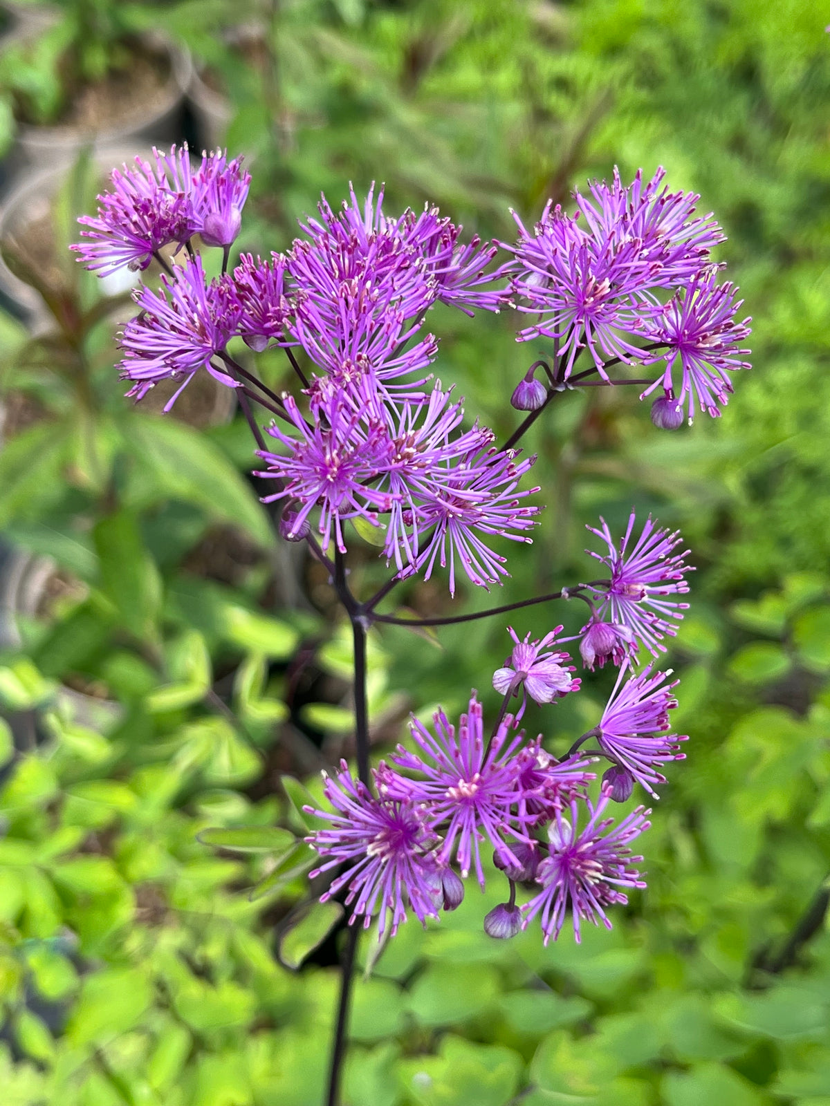 Meadow Rue - Black Stockings