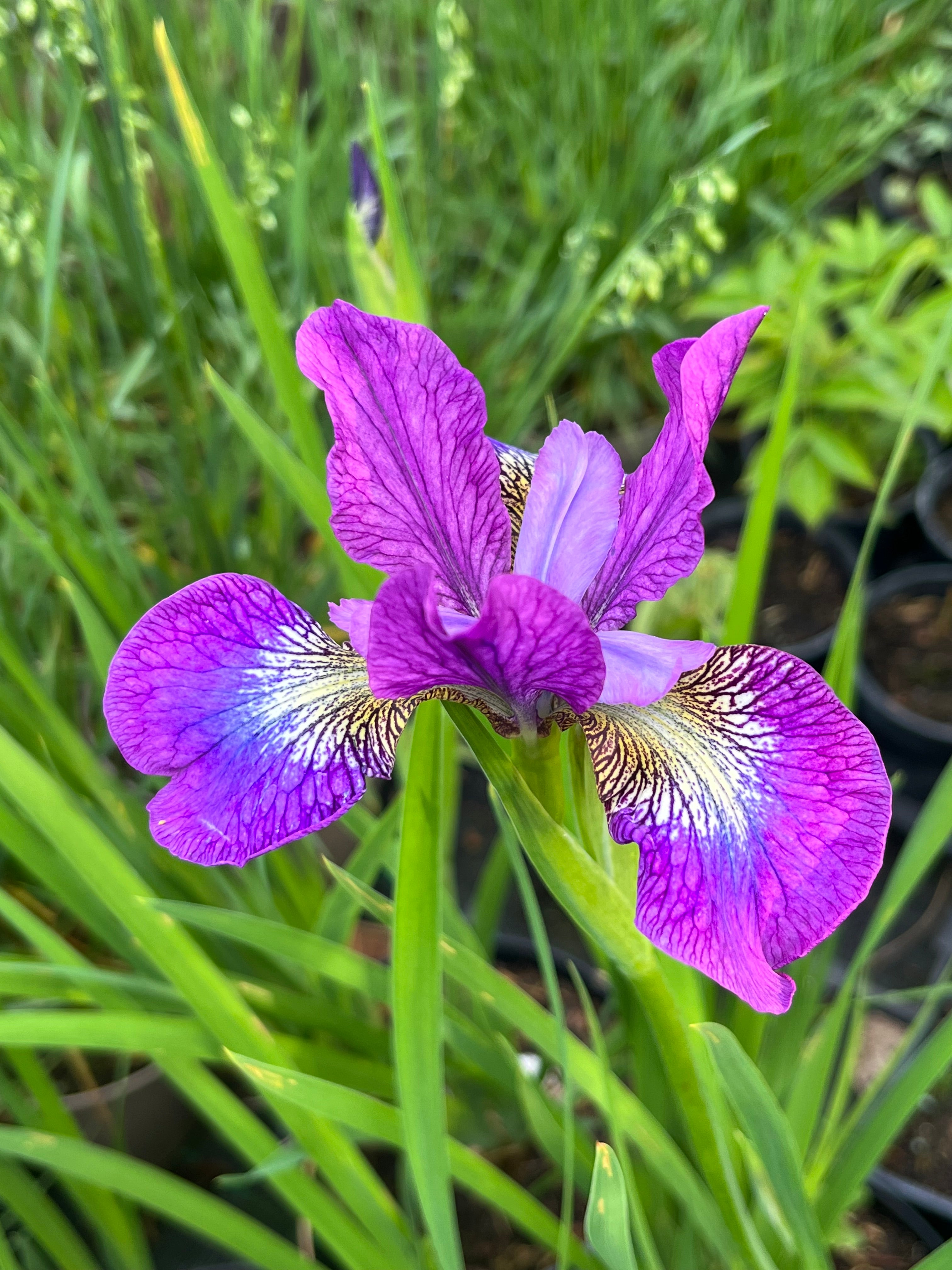 Iris sibirica ‘Illini Charm’