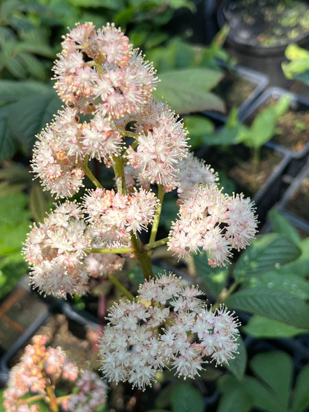 Rodgersia pinnata ‘Jade Dragon Mountain'