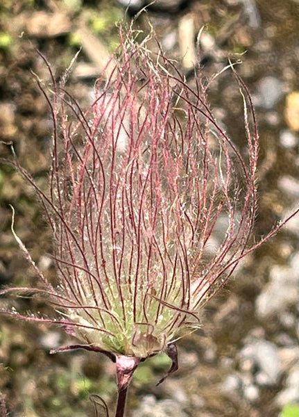 Geum triflorum