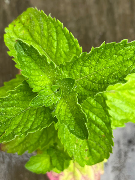 Mentha suaveolens ‘Grapefruit’