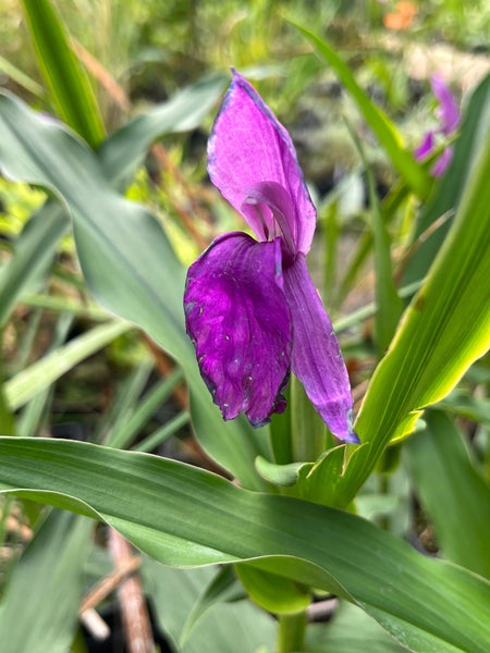 Roscoea auriculata