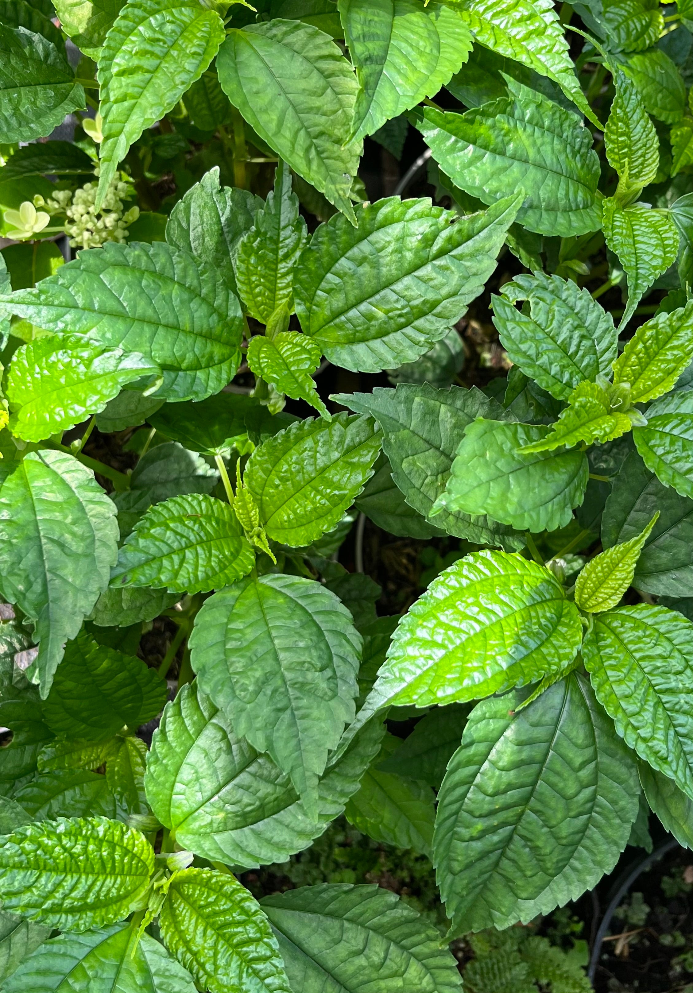 Pilea angulata ssp. petiolaris PB 16-1074