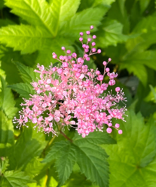Filipendula multijuga BSWJ10950