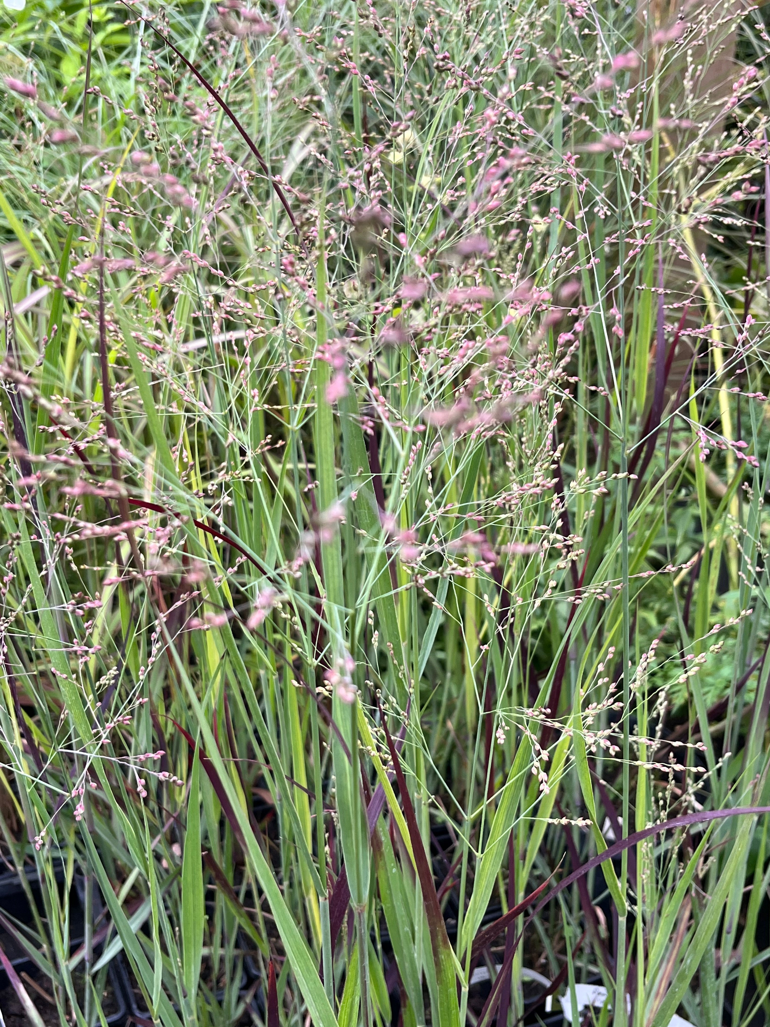 Panicum virgatum ‘Heiligier Hain’