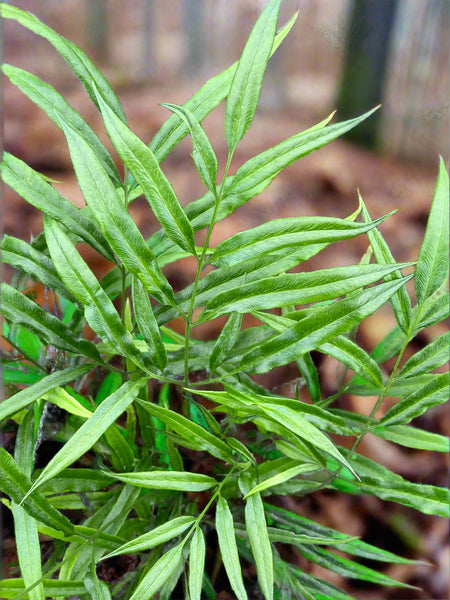 Coniogramme gracilis