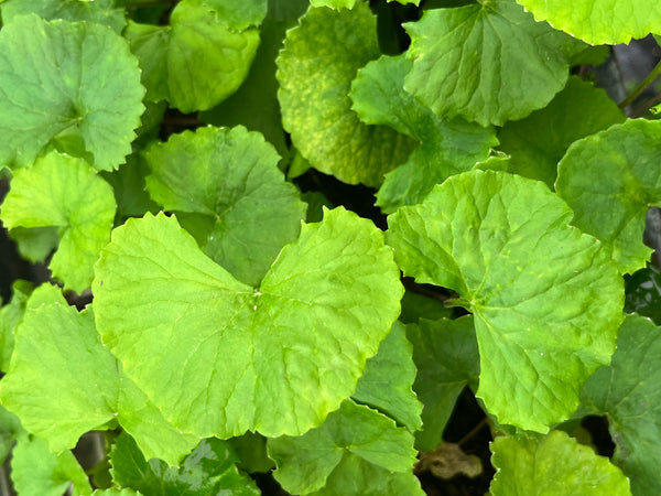 Centella asiatica