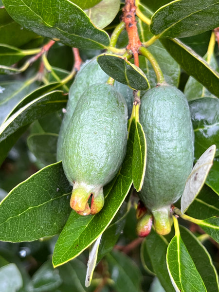 Acca sellowiana 'Nikita'