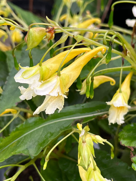 Impatiens omeiana ‘Ice Storm’