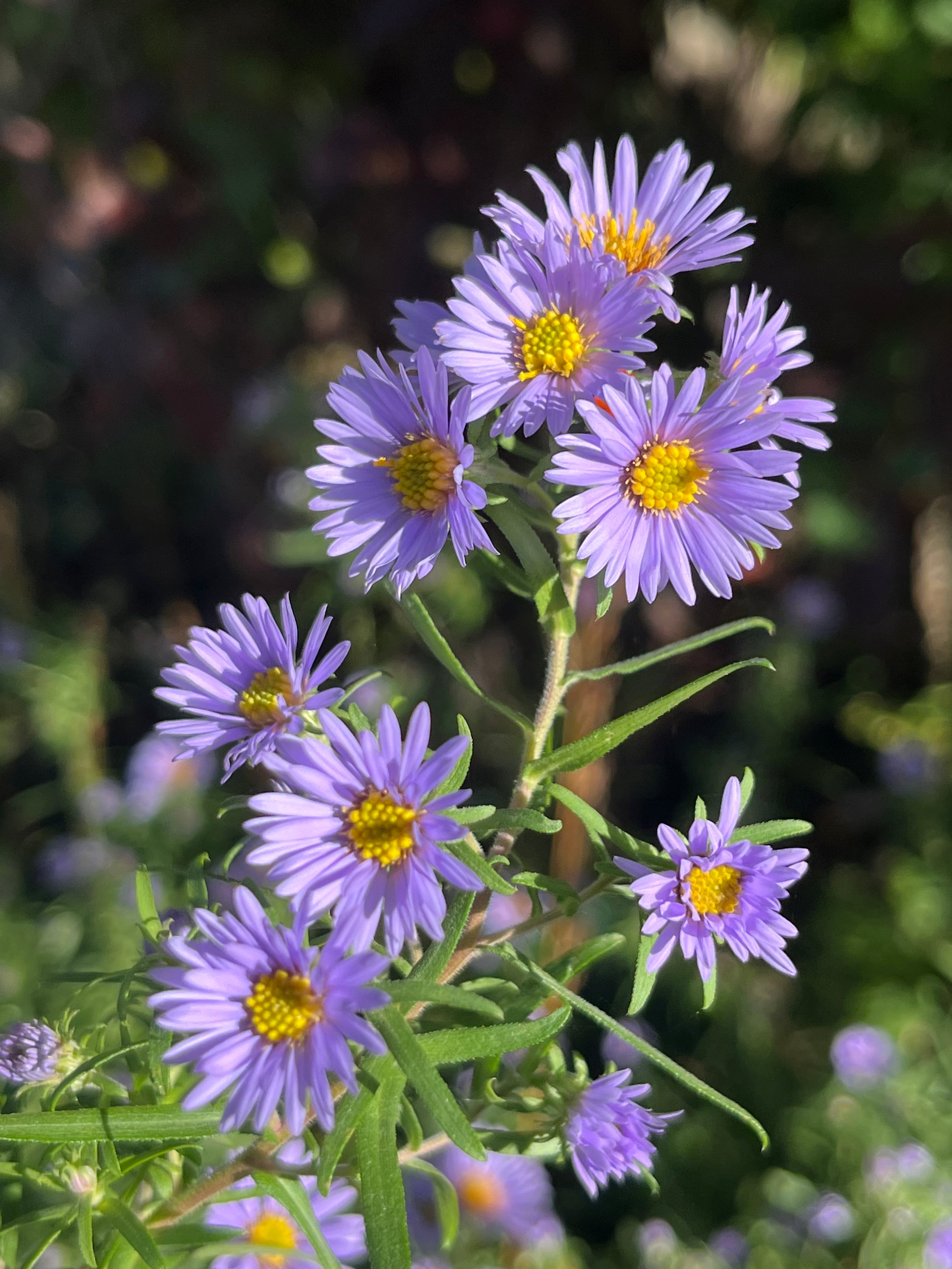 Aster (Symphyotrichum) x amethystinum &#39;Freiburg&#39;