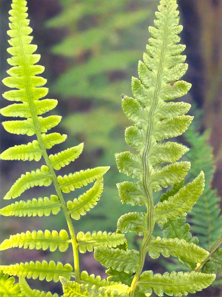 Deparia petersenii
