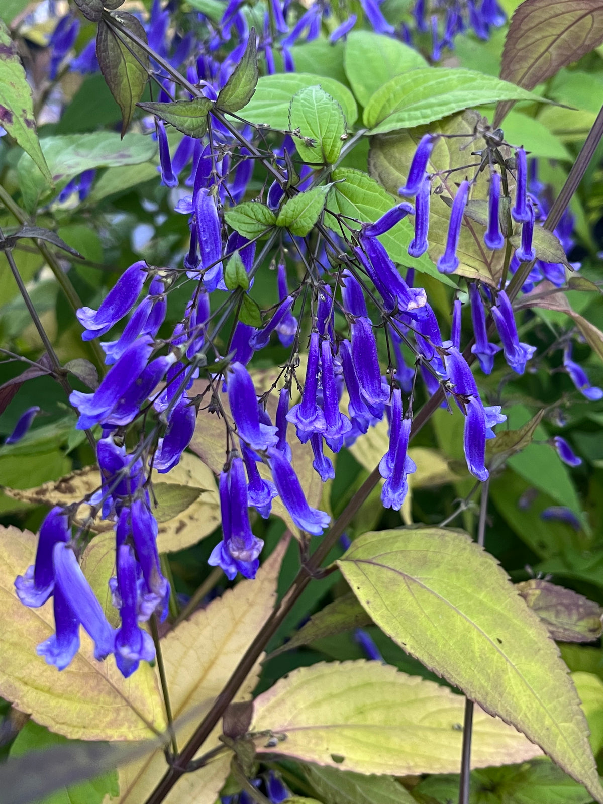 Isodon (Plectranthus) longitubus 'Kutani' – Edulis