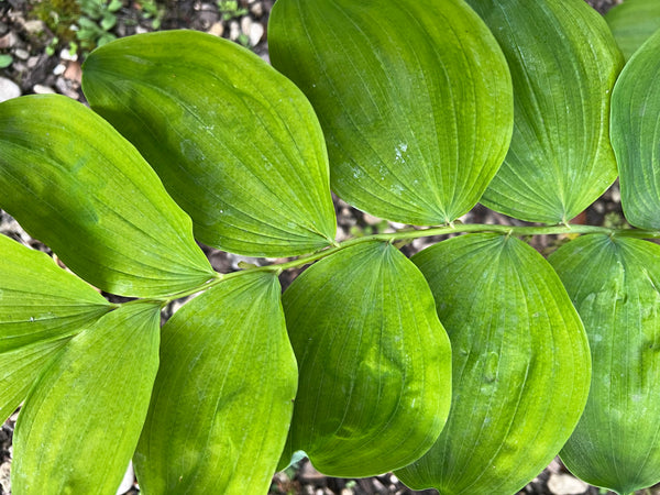 Polygonatum glaberrimum