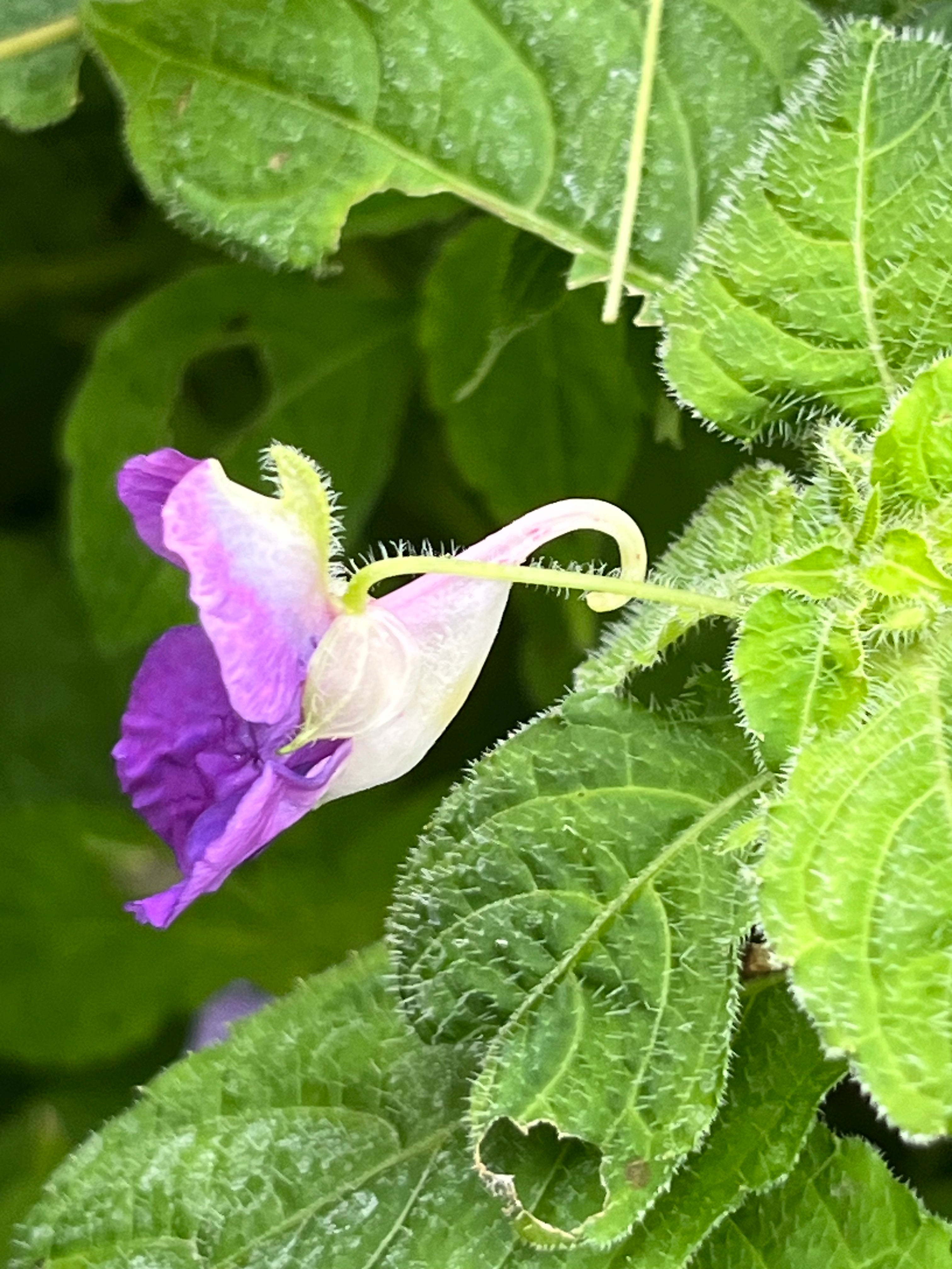 Impatiens puberula HWJK 2063