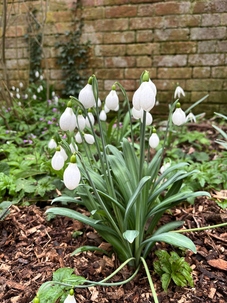 Galanthus ‘Super Dumpy’
