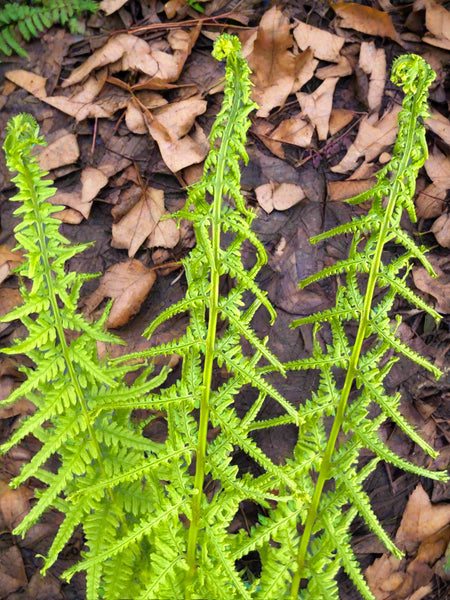 Athyrium filix-femina 'Victoriae'