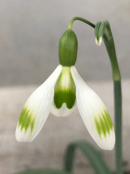 Galanthus nivalis 'Snow Leopard'