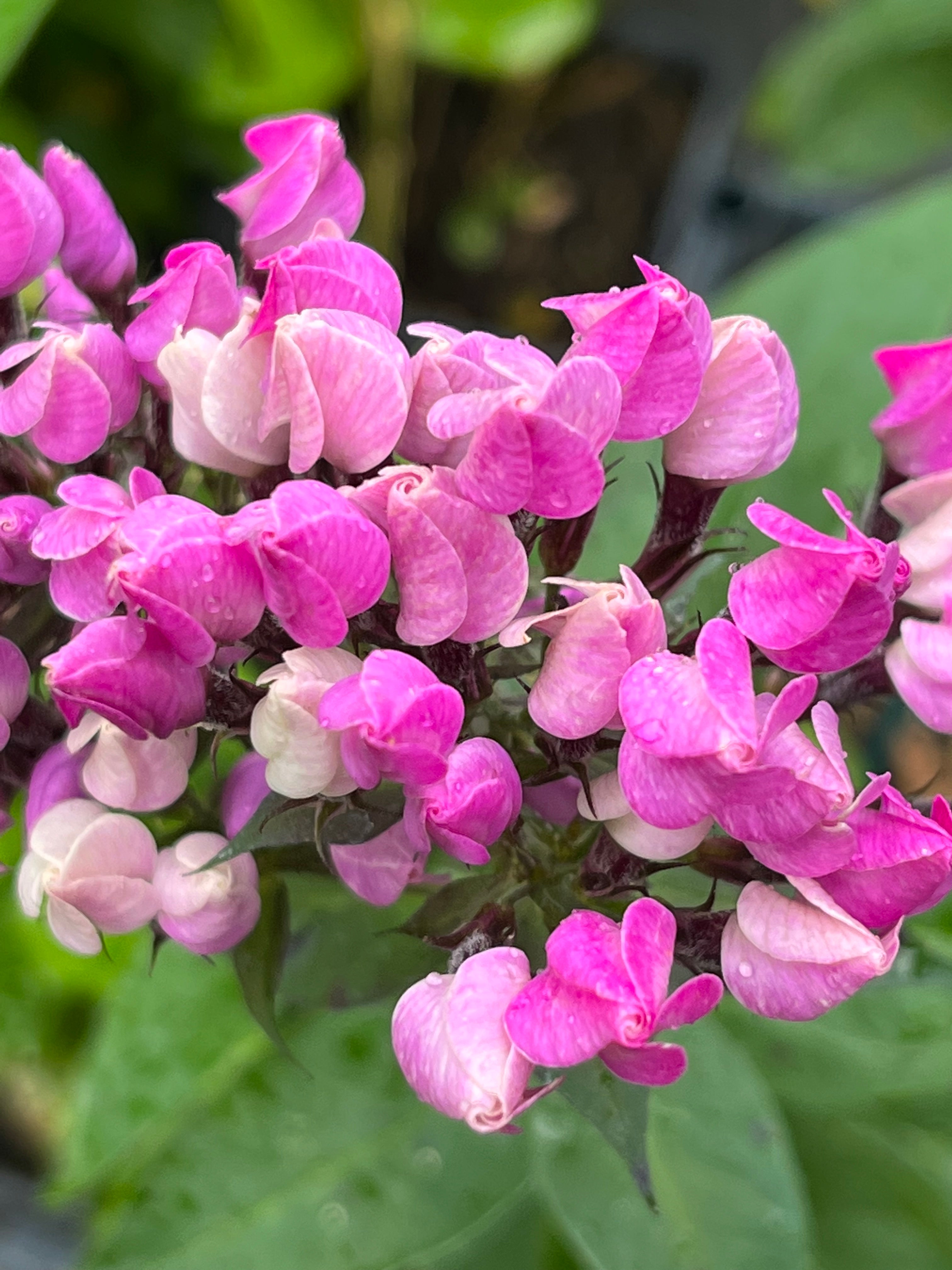 Phlox paniculata ‘Butonik&#39;