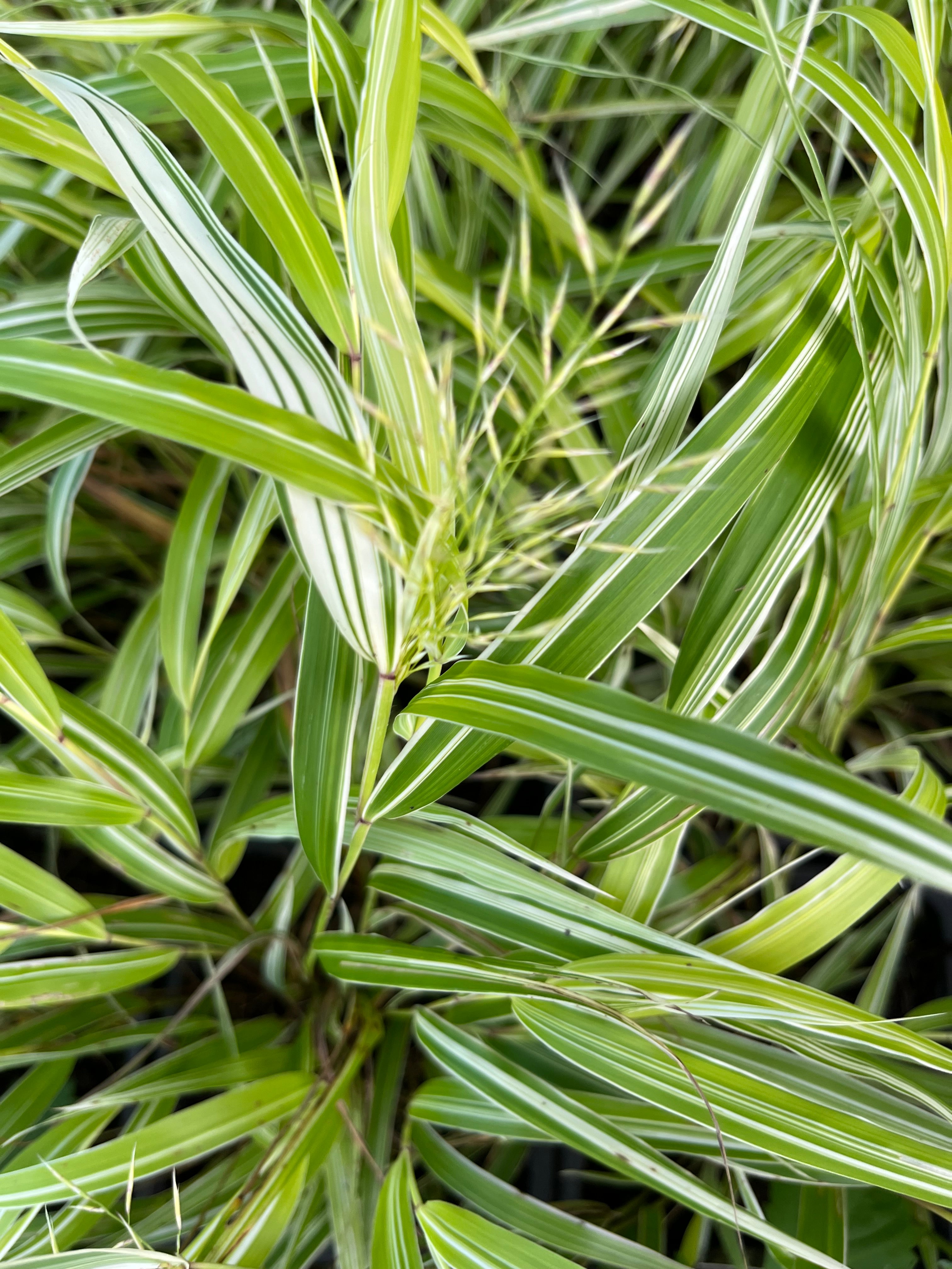 Hakonechloa macra &#39;Naomi&#39;