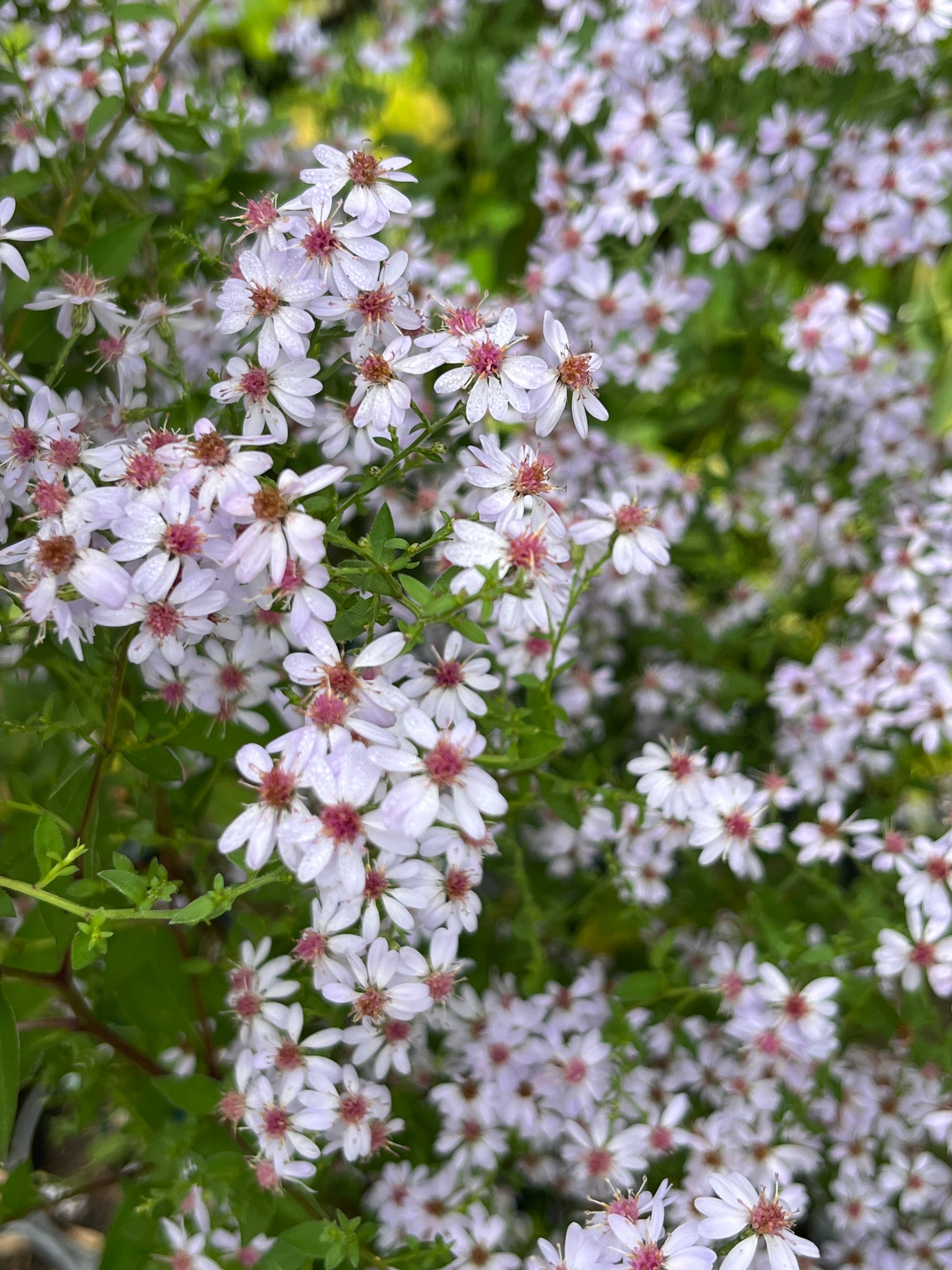 Aster (Symphyotrichum) &#39;Photograph&#39; AGM