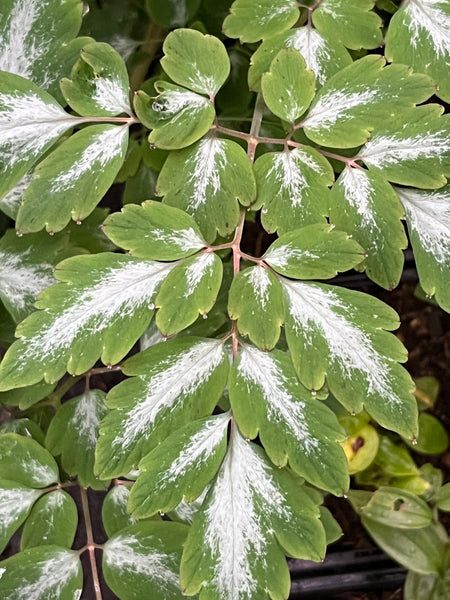 Corydalis leucanthema 'Silver Spectre'