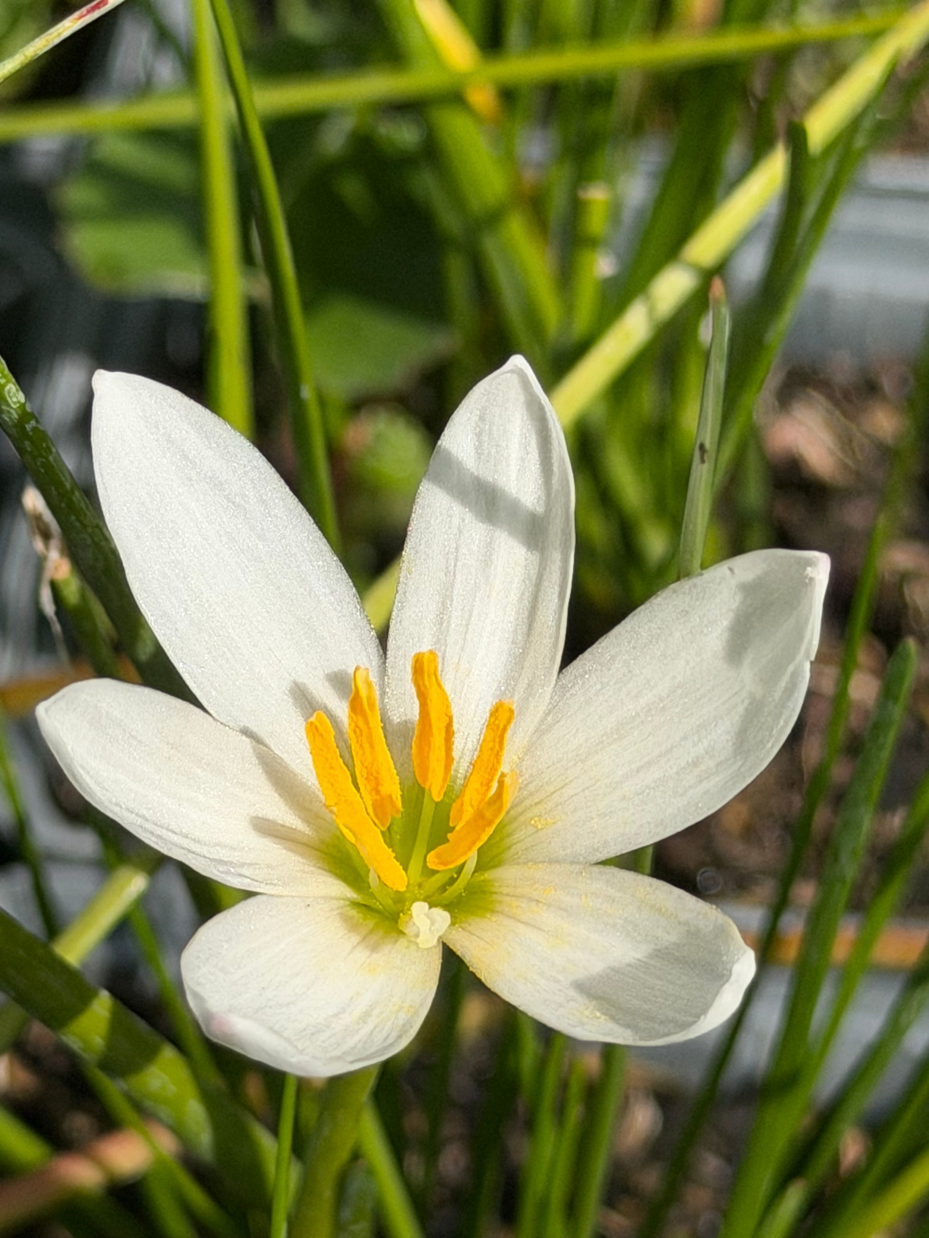 Zephyranthes candida