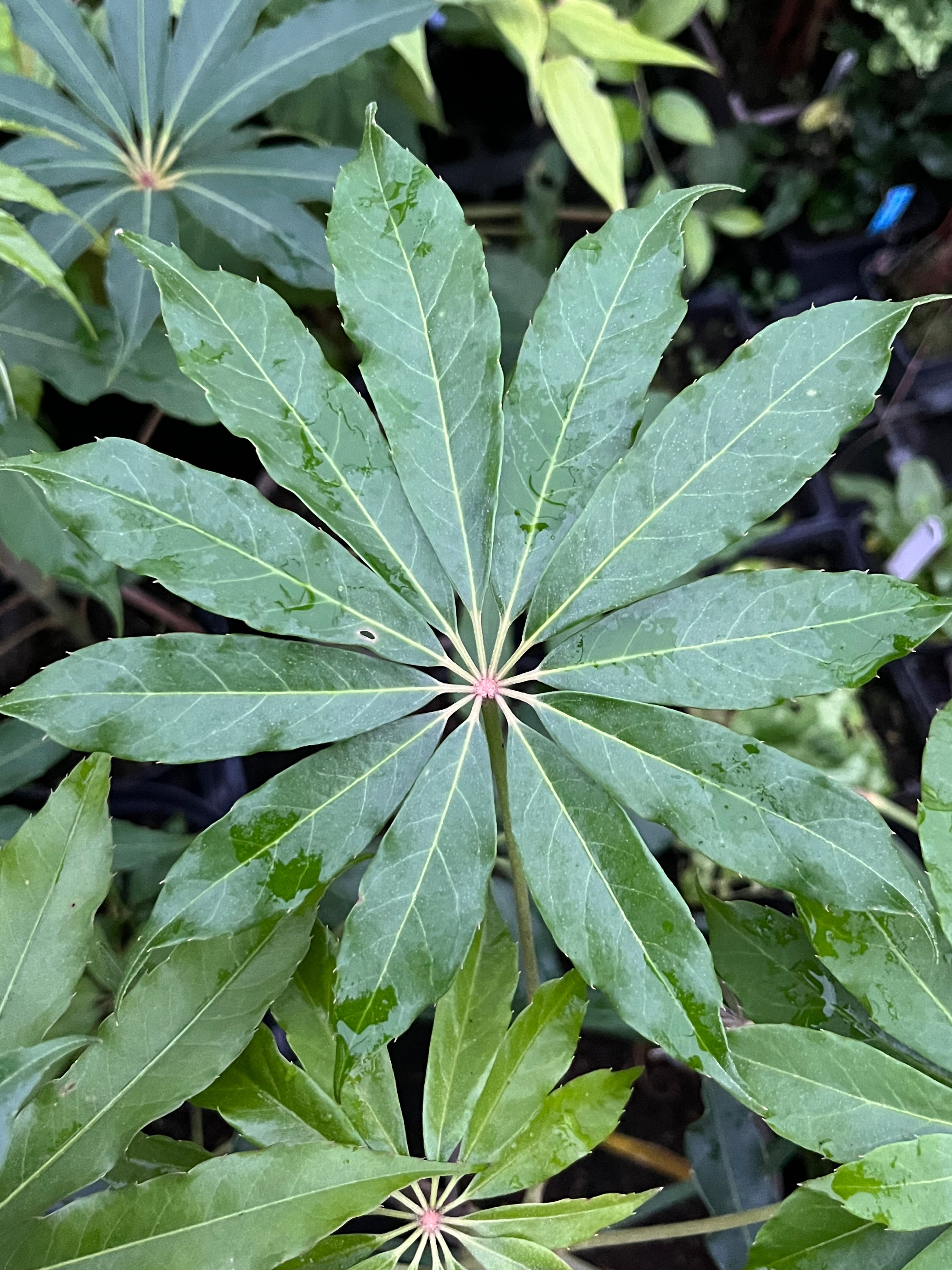 Schefflera taiwaniana (Heptapleurum taiwanianum)