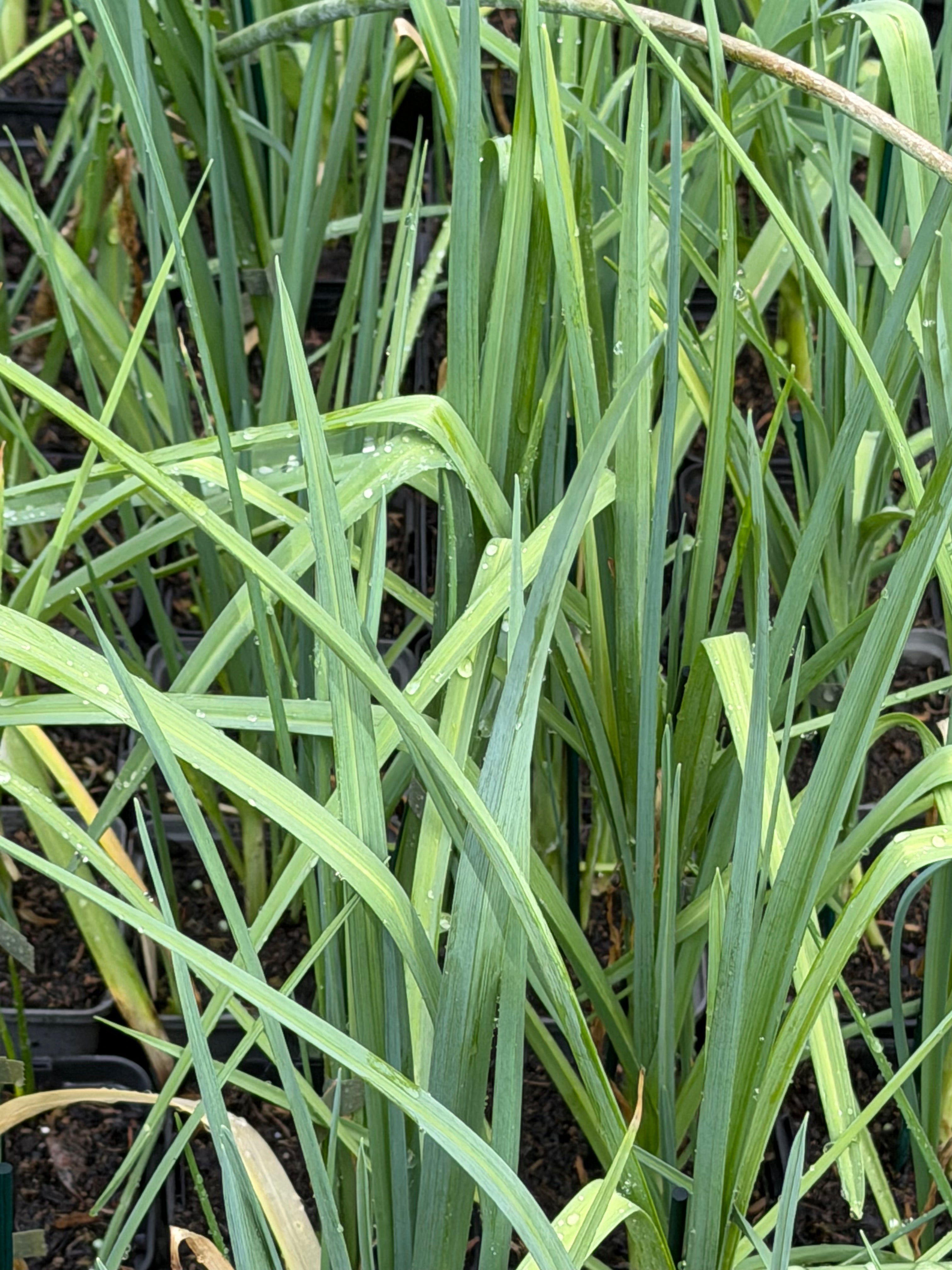 Allium ampeloprasum var. sectivum 'Minogue'