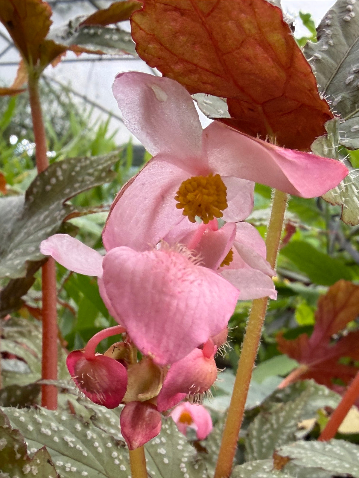 Begonia  circumlobata 'Chandler's Hardy'