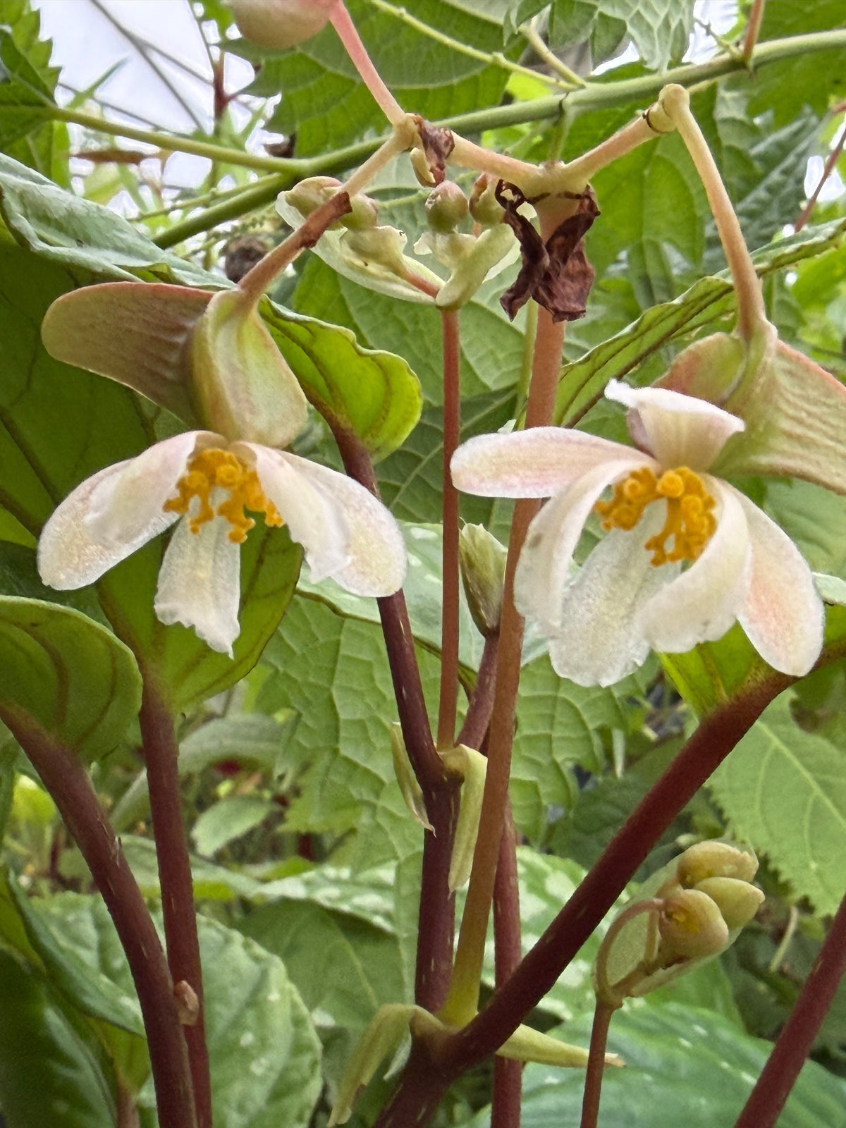 Begonia hatacoa var. hatacoa