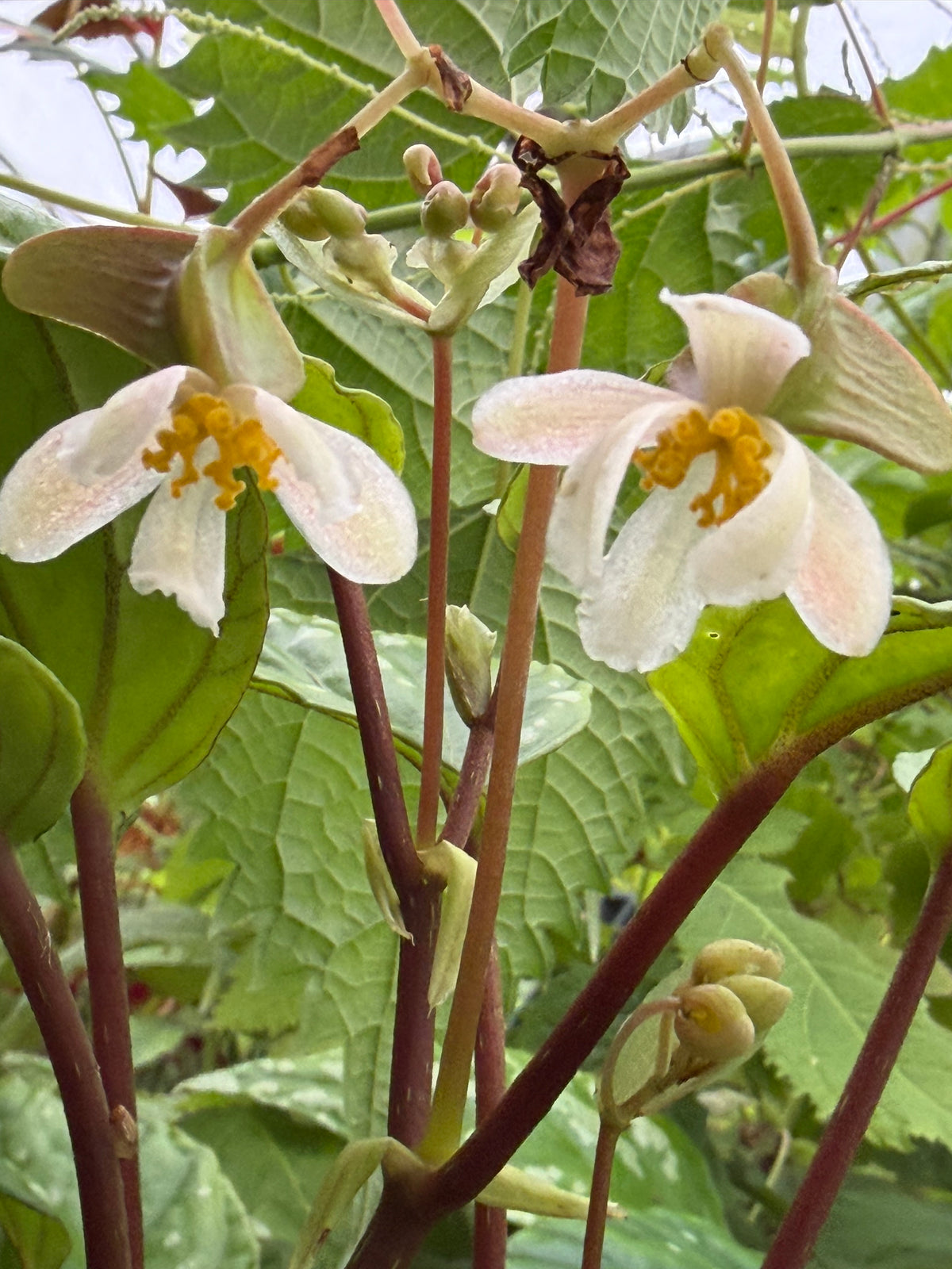 Begonia hatacoa var. hatacoa