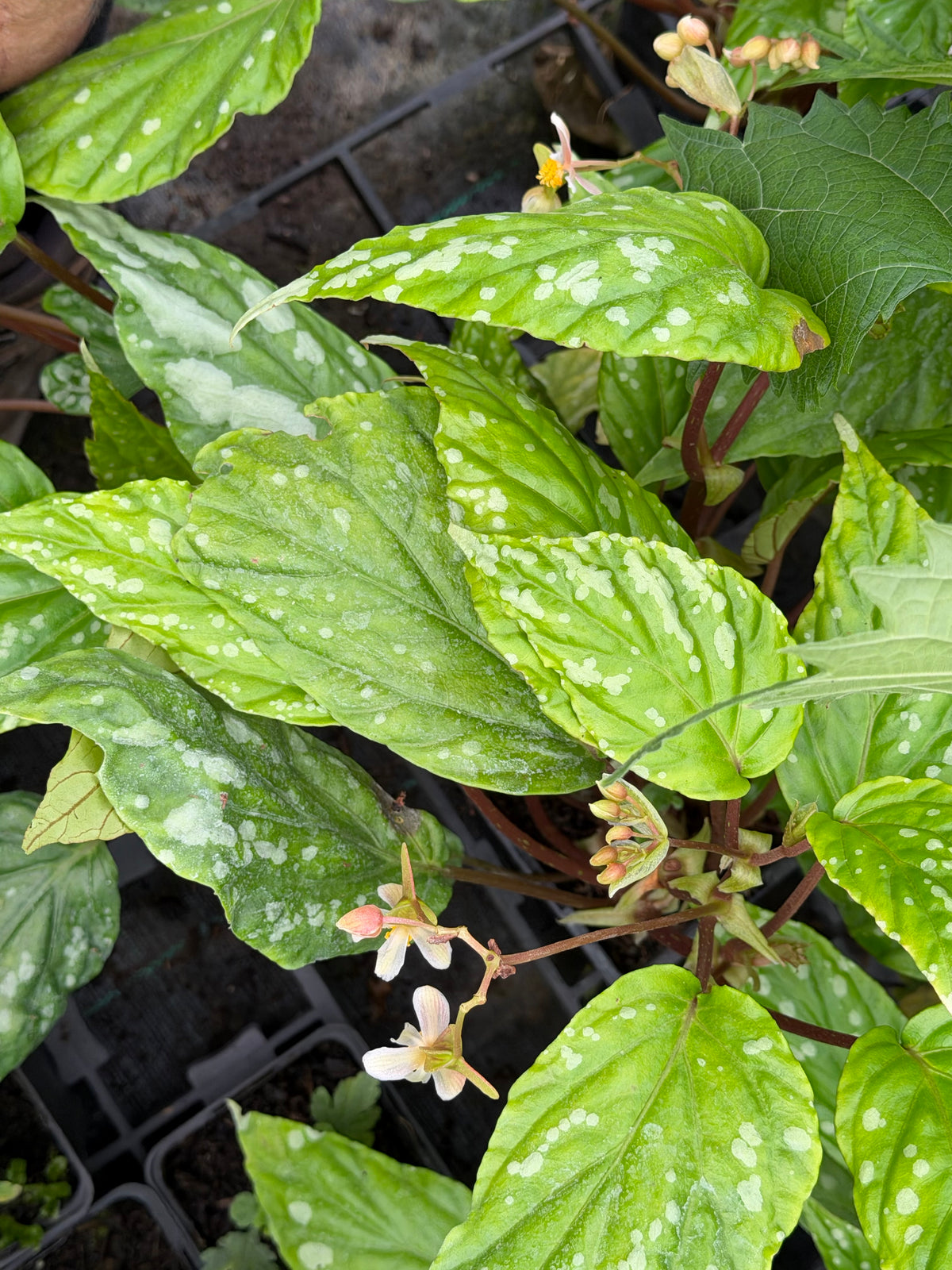 Begonia hatacoa var. hatacoa