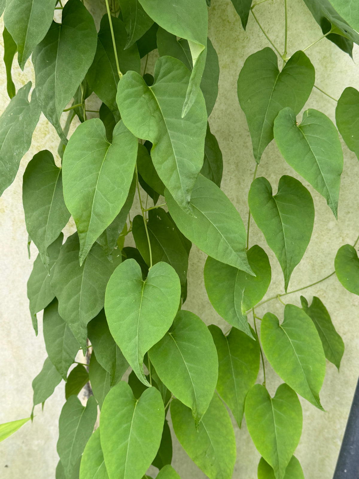Fallopia multiflora (syn.Polygonum multiflorum)