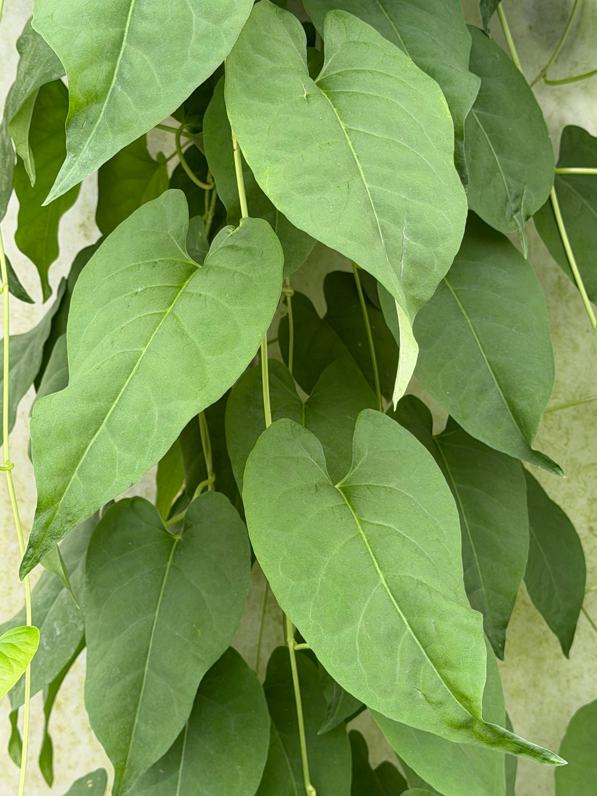 Fallopia multiflora (syn.Polygonum multiflorum)