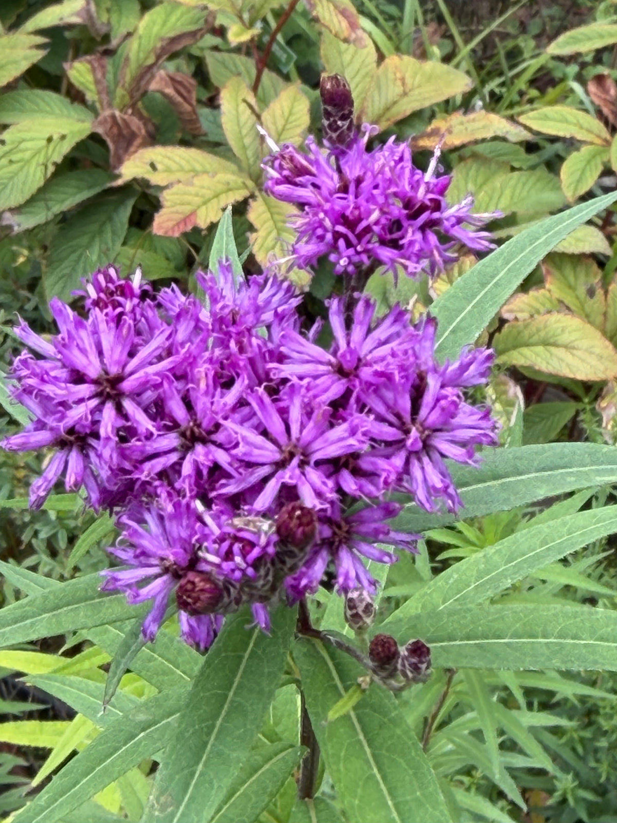 Vernonia arkansana (syn. crinita)