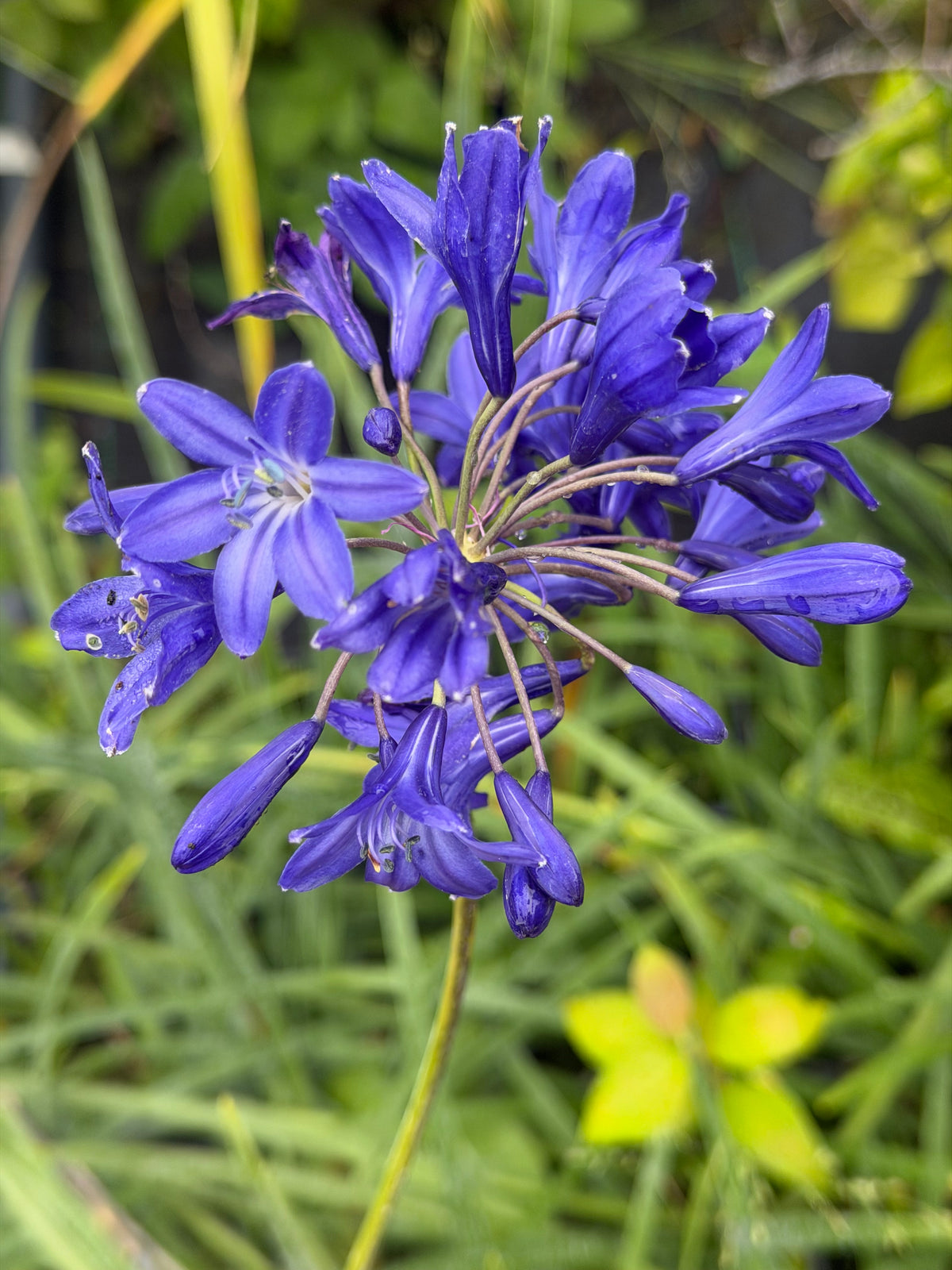 Agapanthus ‘Taw Valley'