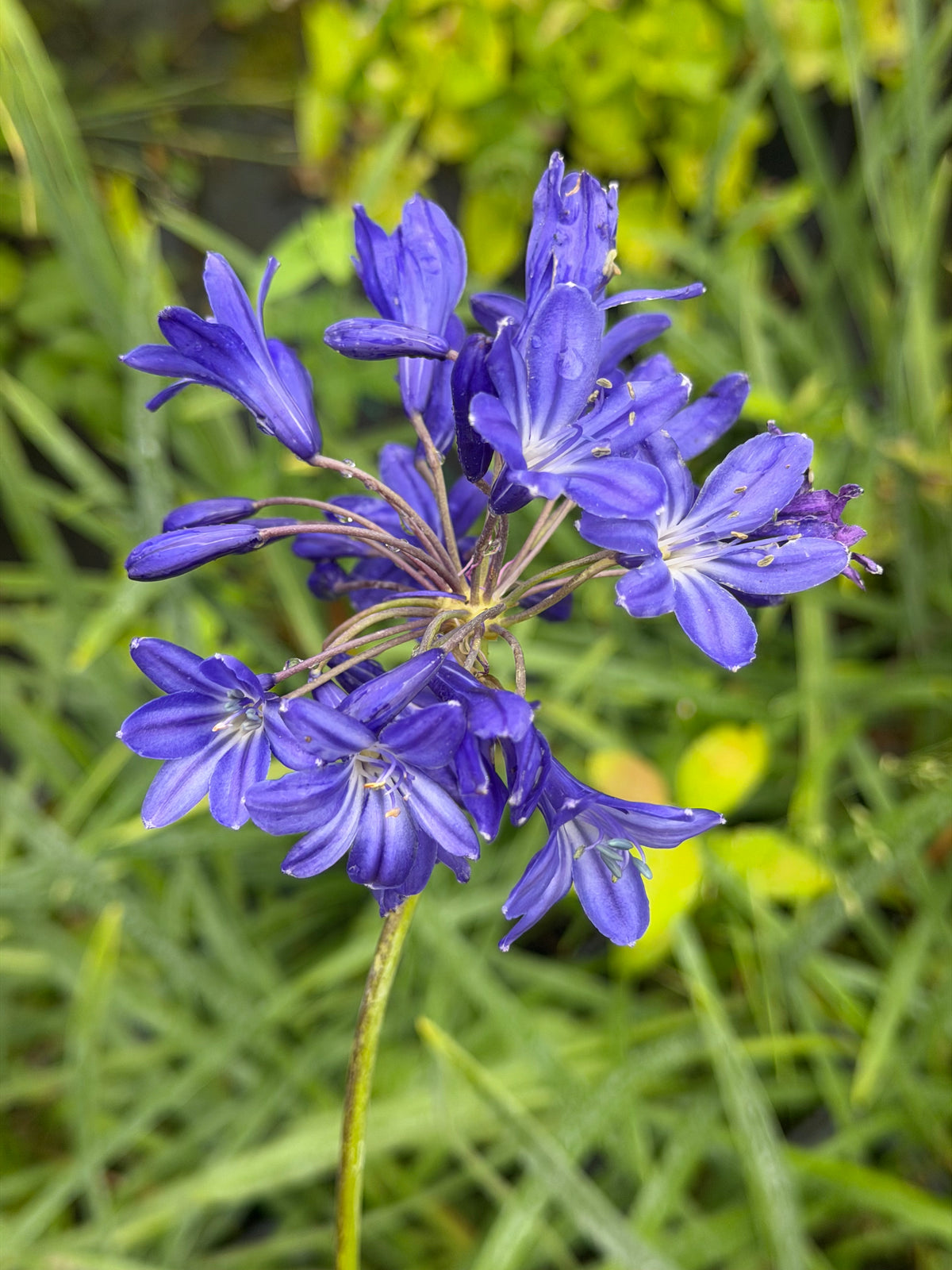 Agapanthus ‘Taw Valley'