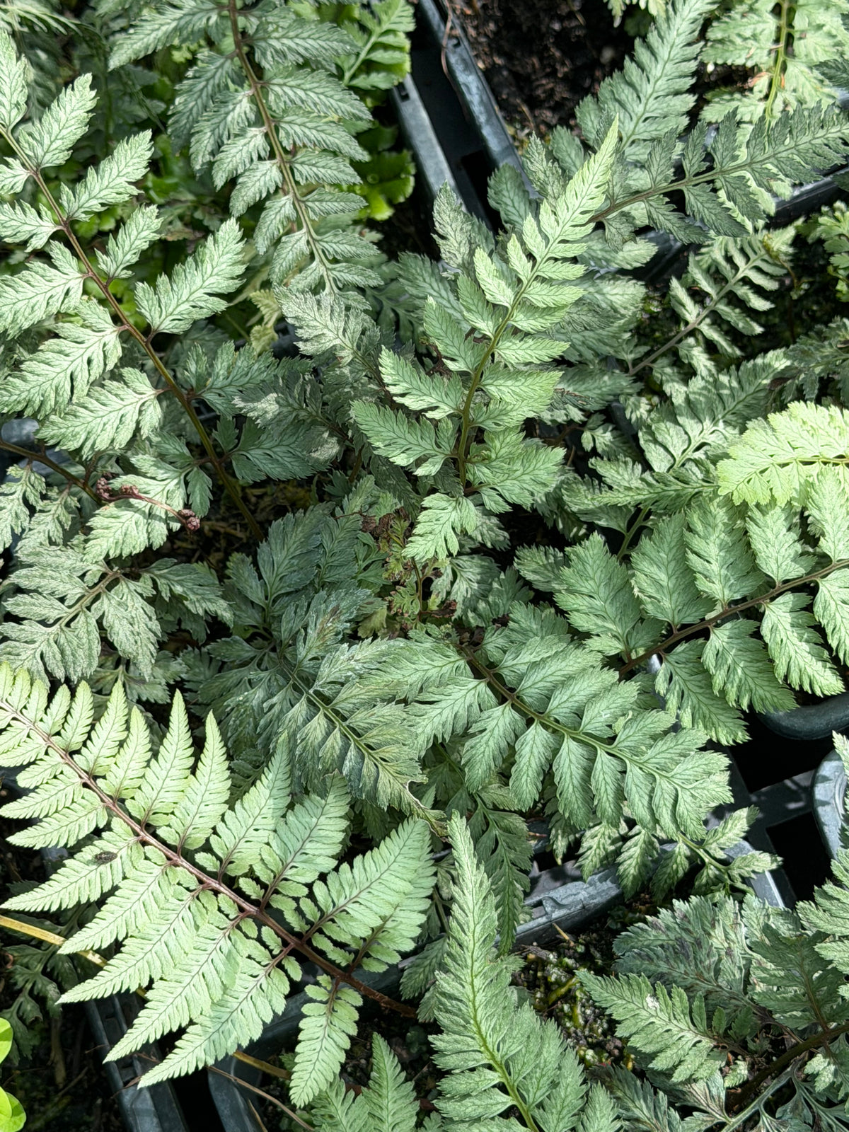 Athyrium niponicum var. pictum 'Pearly white'