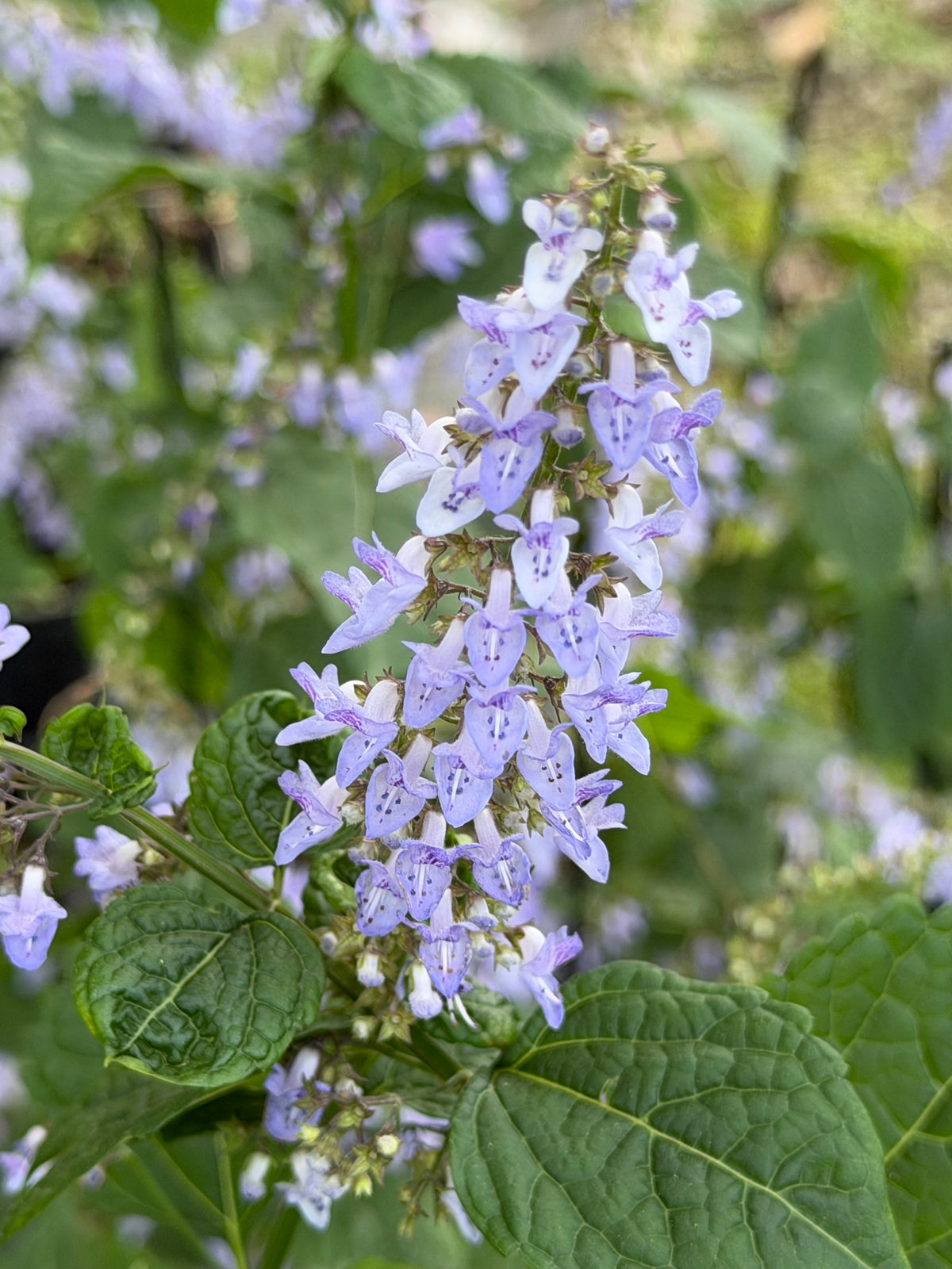 Isodon (Plectranthus)  excisus