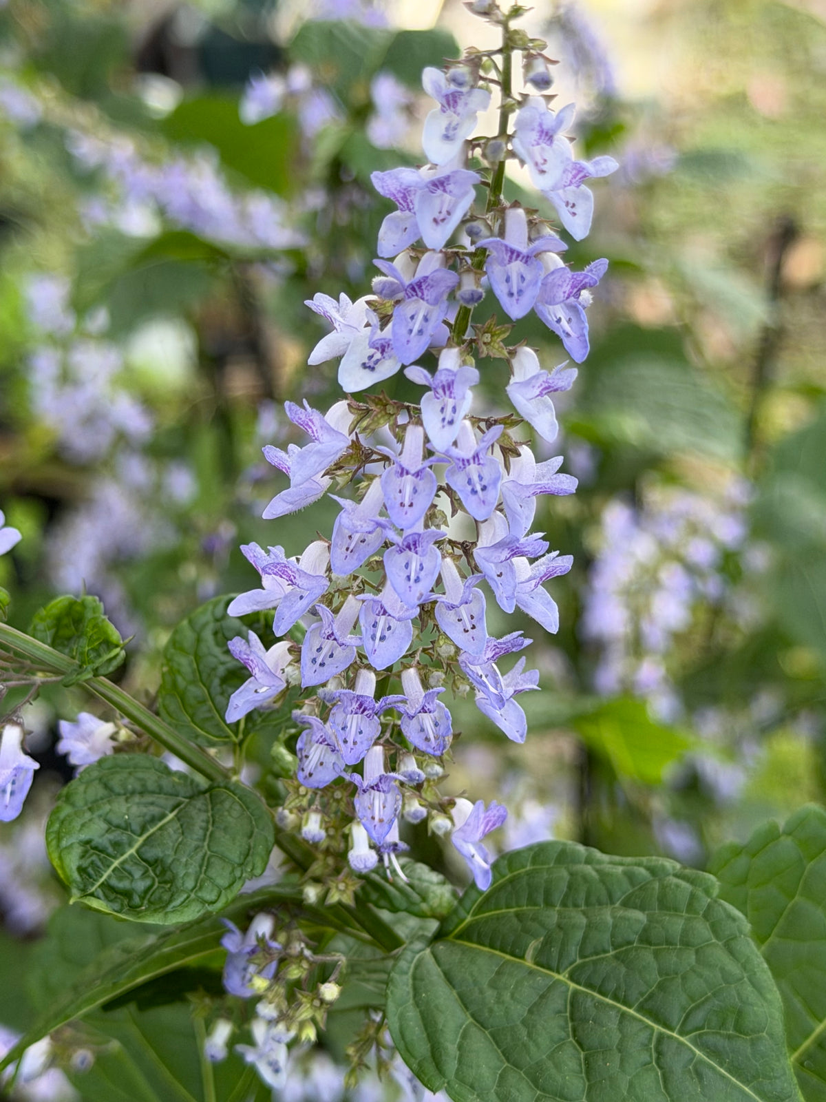Isodon (Plectranthus)  excisus